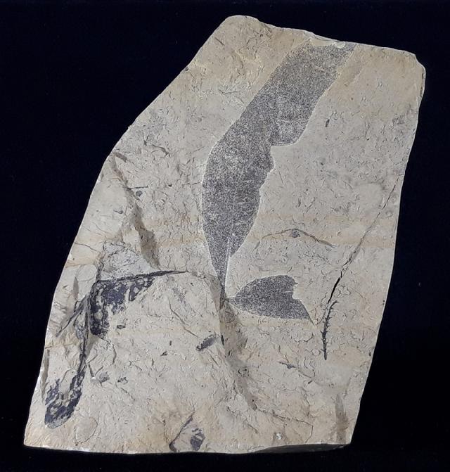 Quercus rhenana (KRAUSEL & WEYLAND 1950) - Bild © FossNet FossilienStore